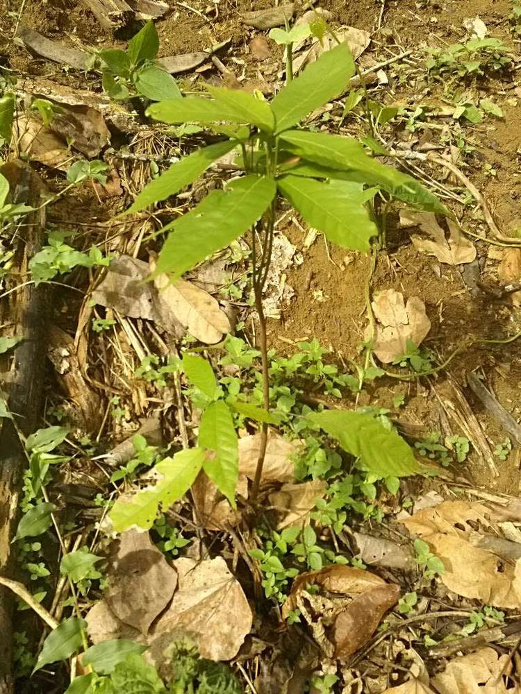 tree image