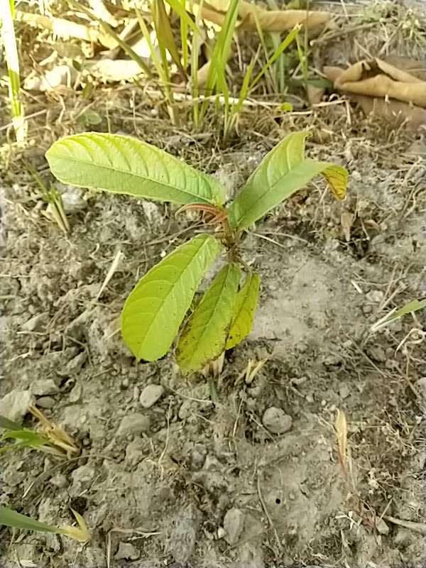 tree image