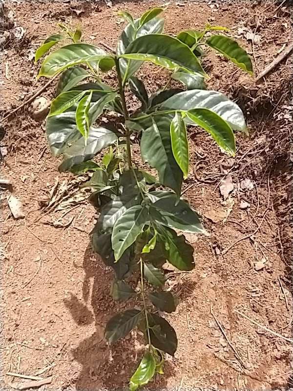 tree image