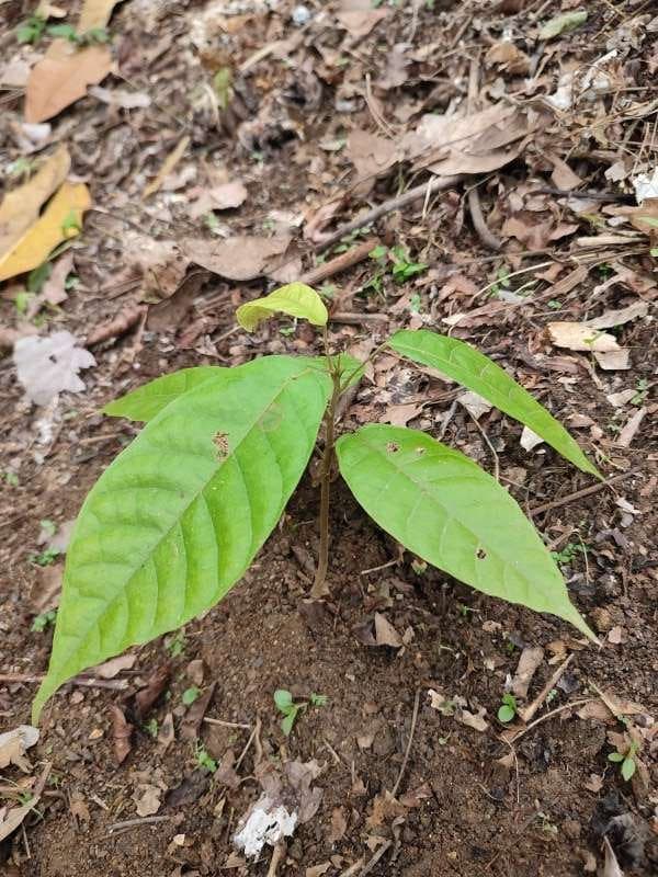 tree image