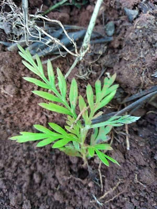 tree image