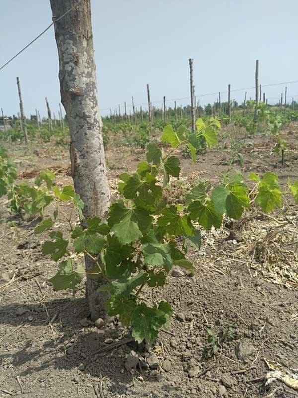 tree image