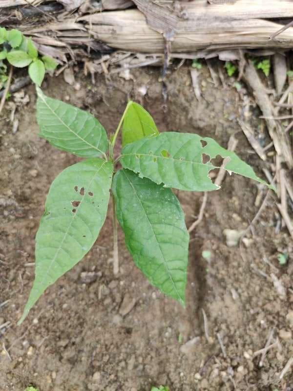 tree image