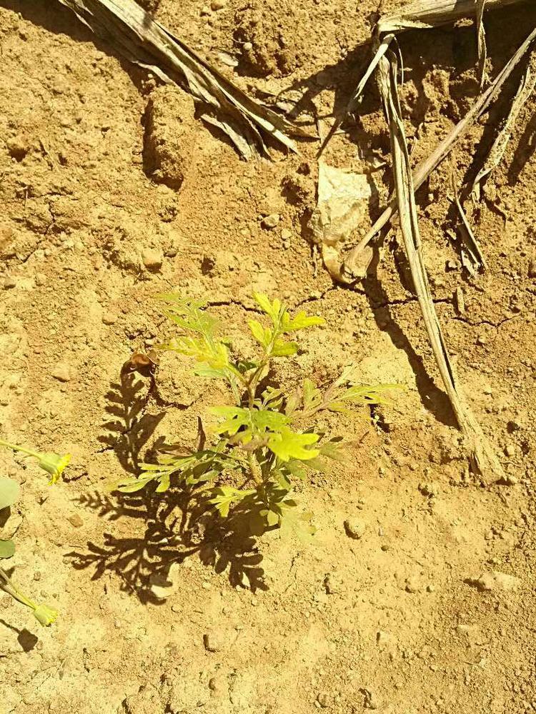 tree image