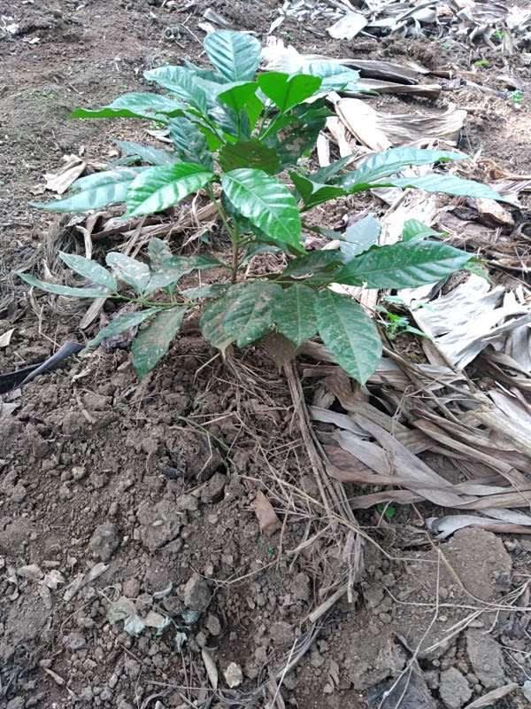 tree image