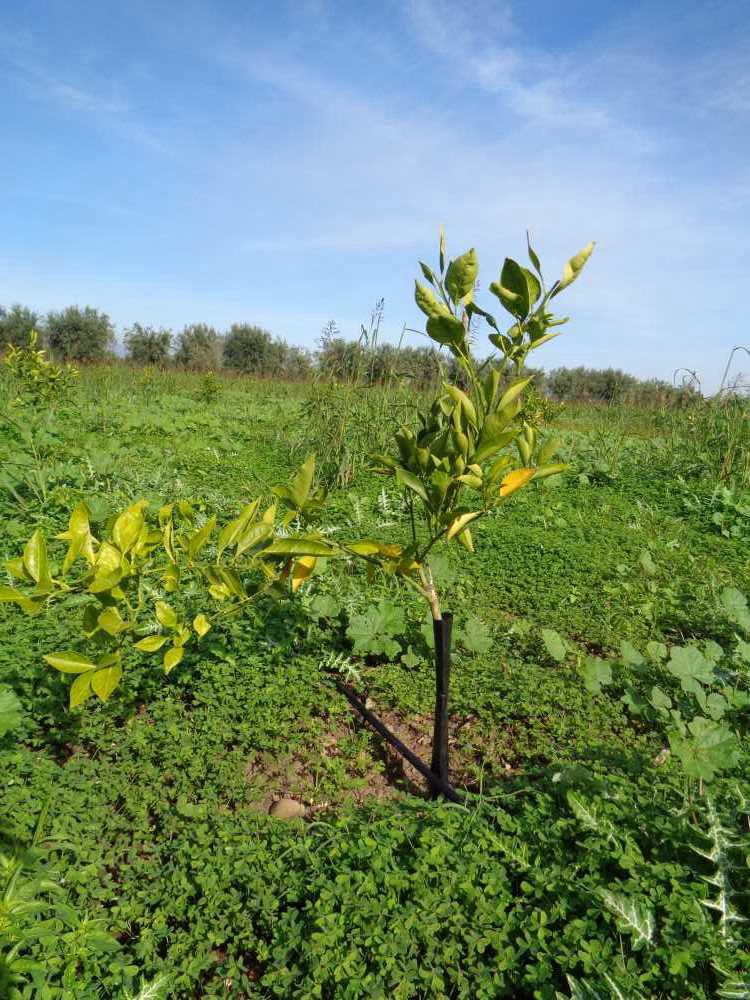 tree image