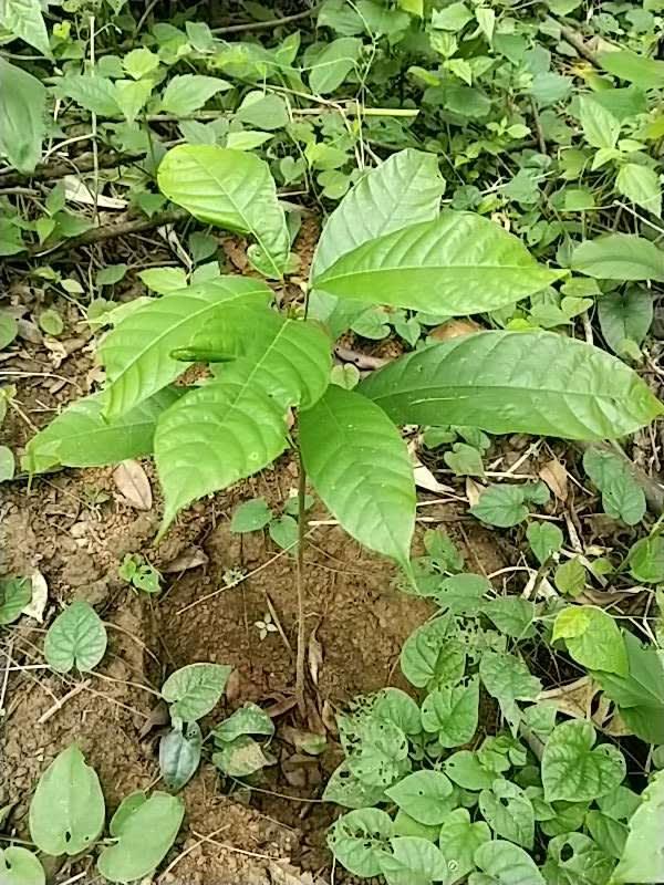 tree image