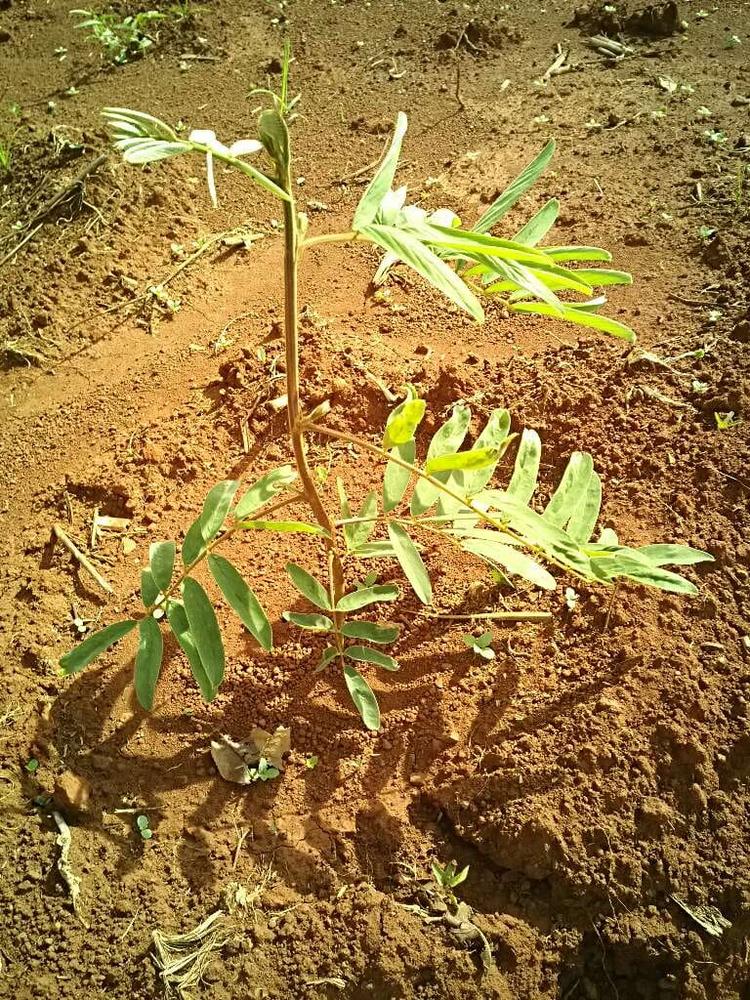 tree image