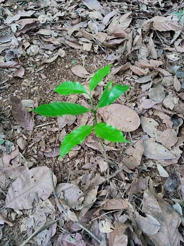 tree image