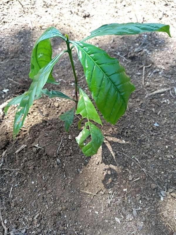 tree image