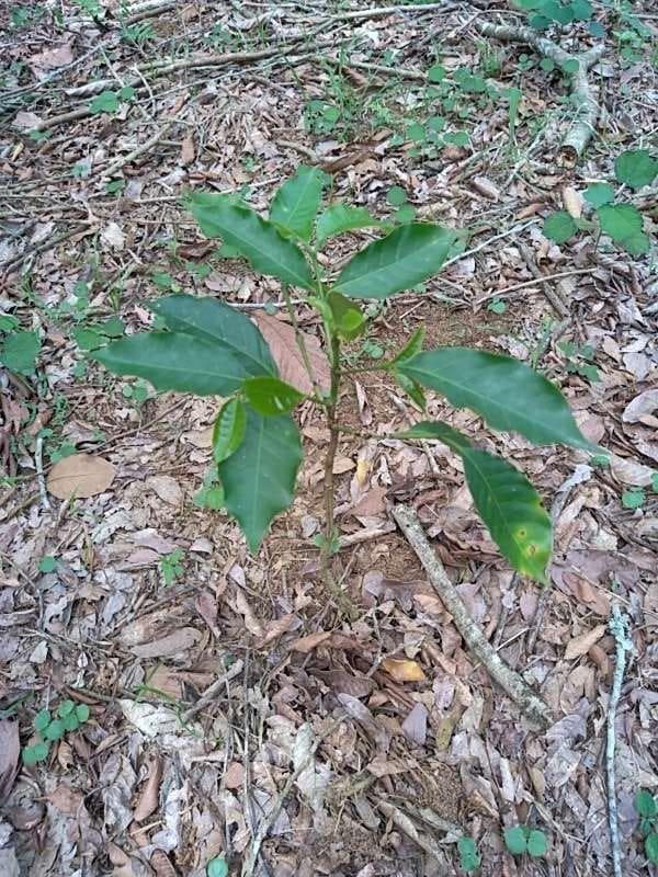 tree image