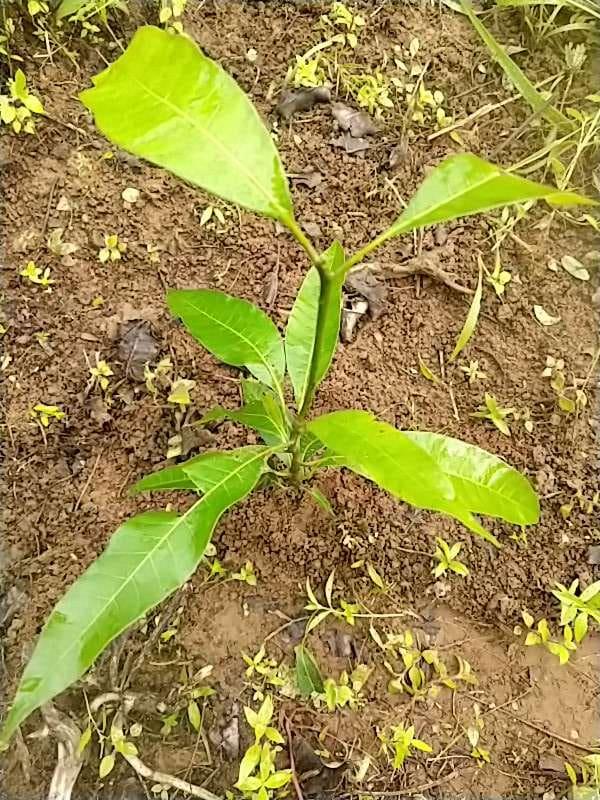 tree image
