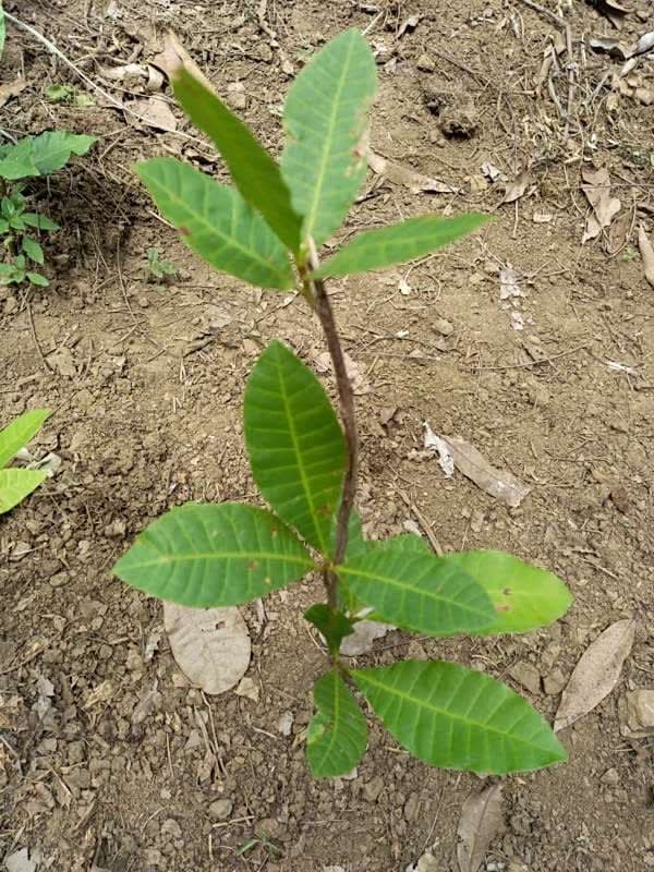 tree image