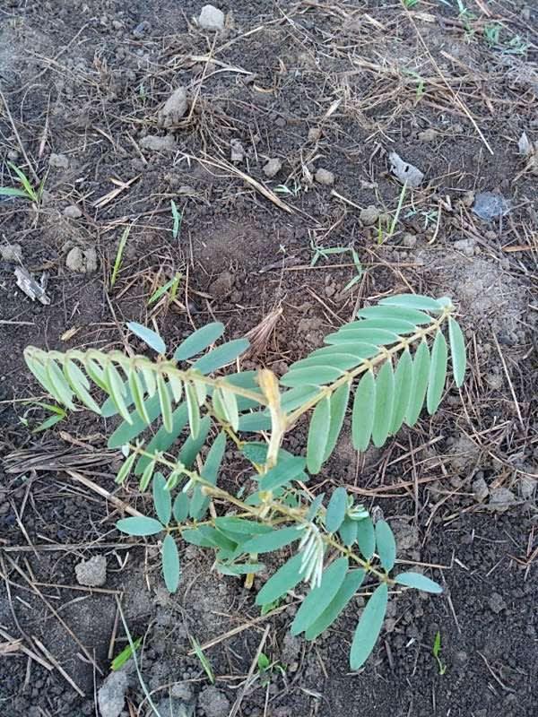 tree image