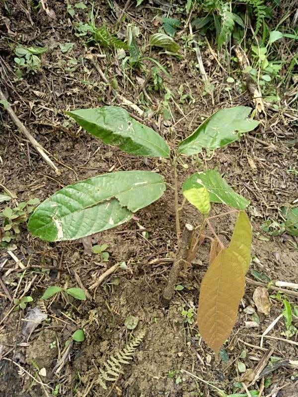 tree image