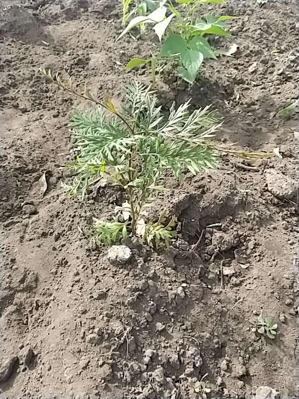 tree image