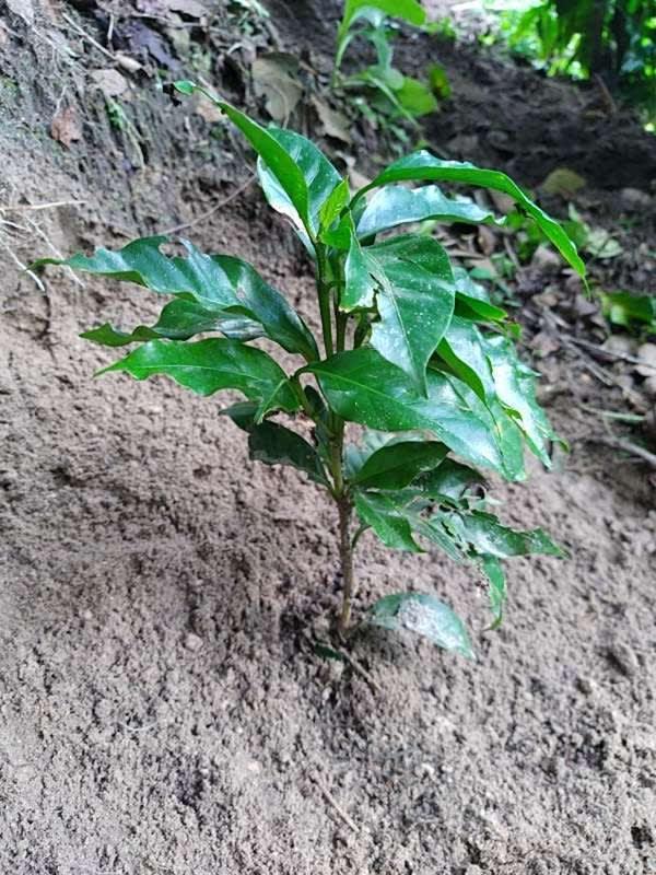 tree image