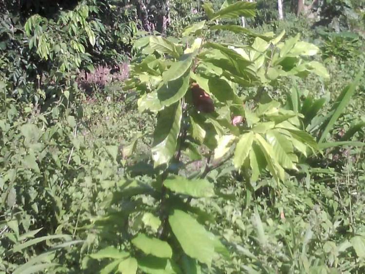 tree image