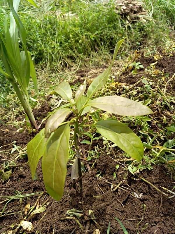 tree image