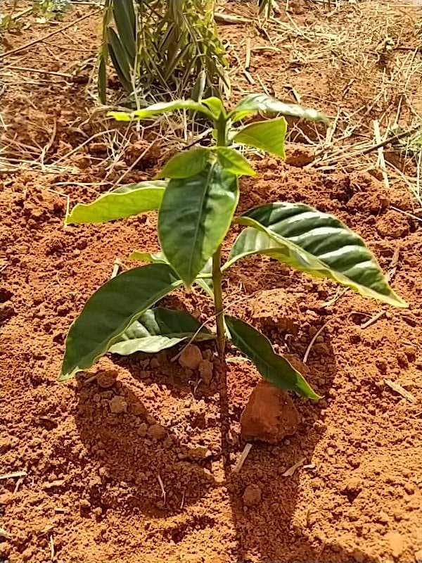 tree image