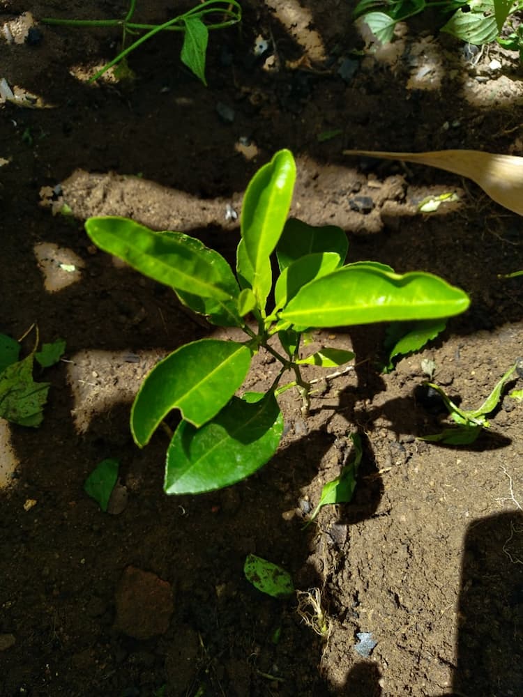 tree image