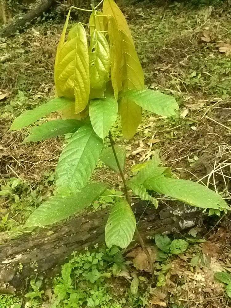 tree image