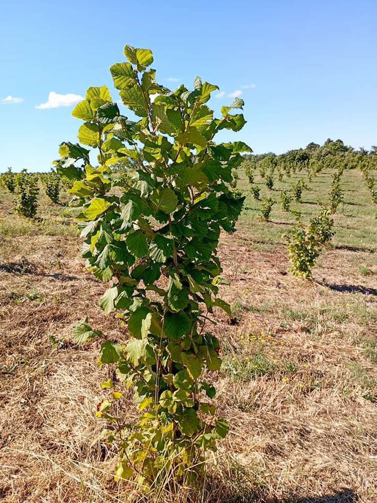 tree image