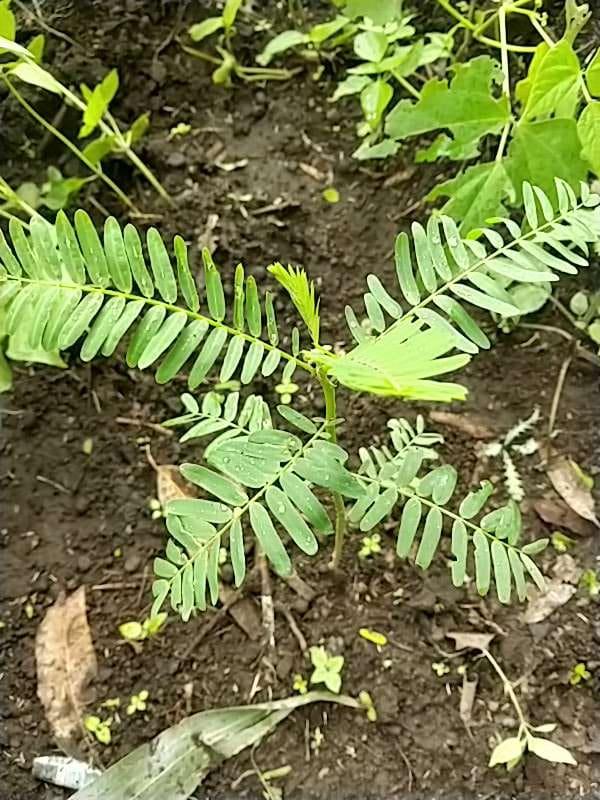 tree image