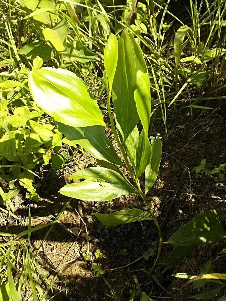 tree image