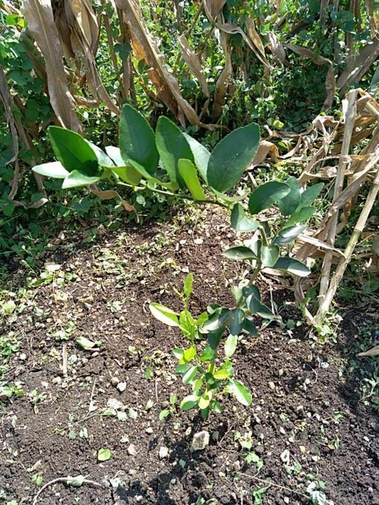 tree image