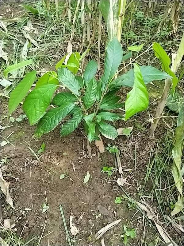 tree image