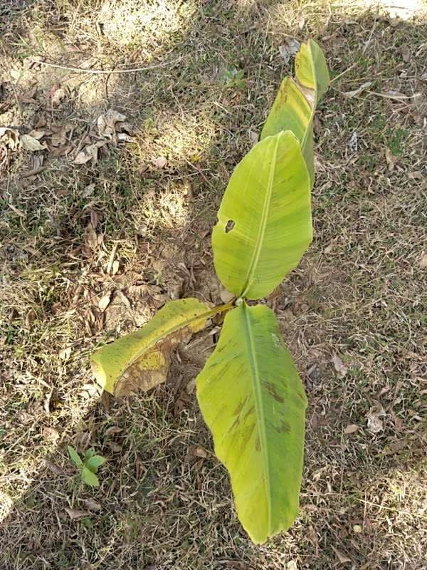 tree image