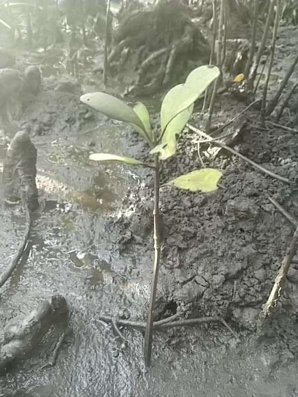 tree image
