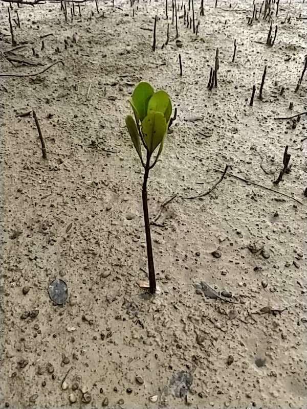 tree image