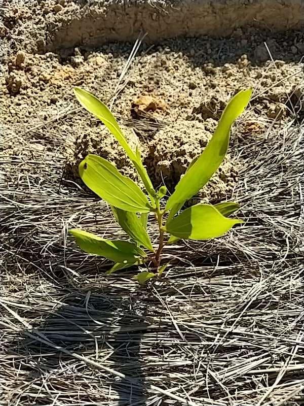 tree image