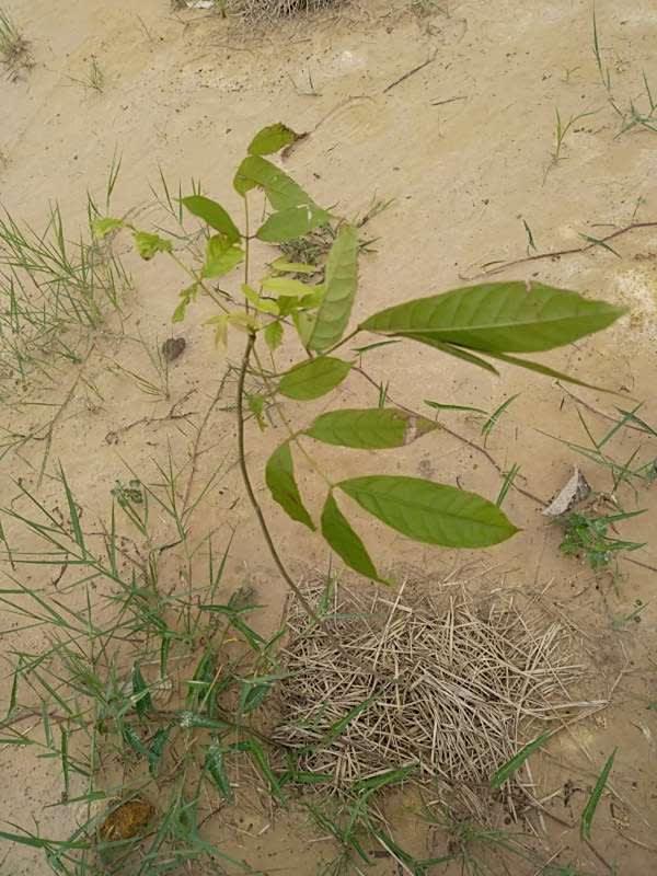 tree image