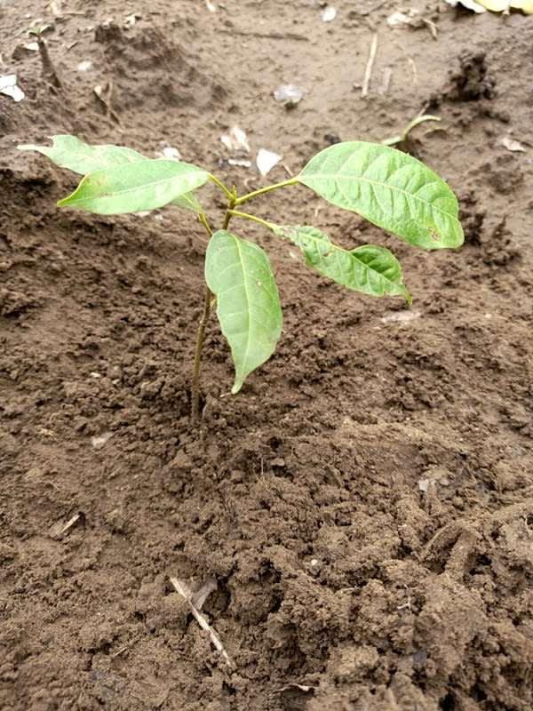 tree image