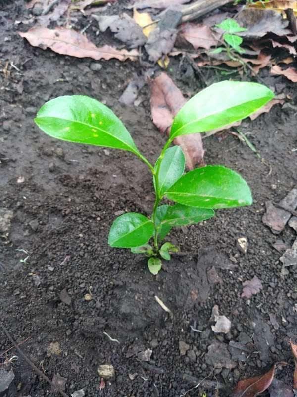 tree image