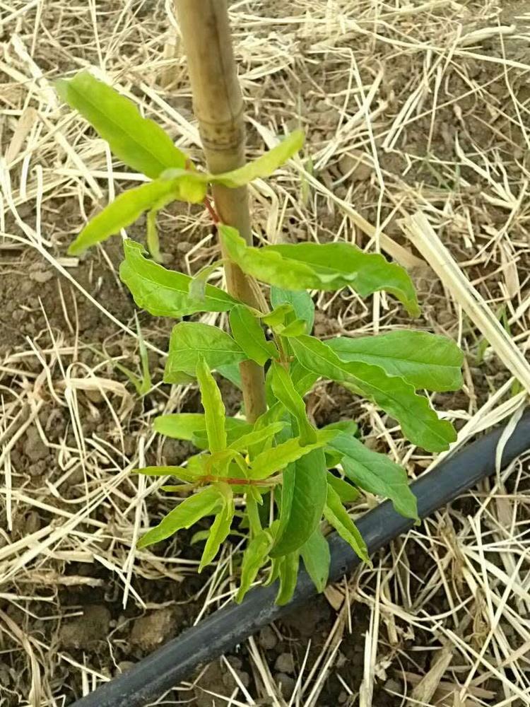 tree image