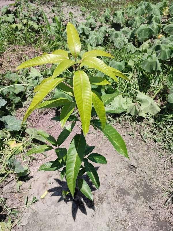 tree image