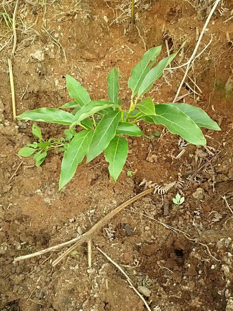 tree image