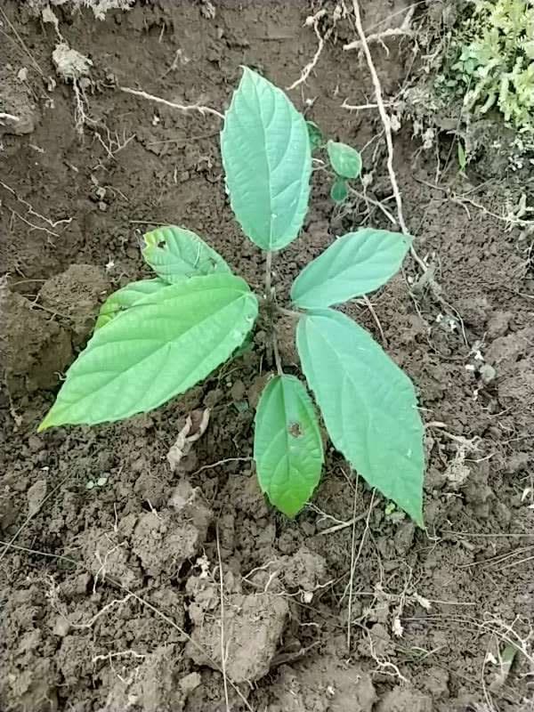 tree image