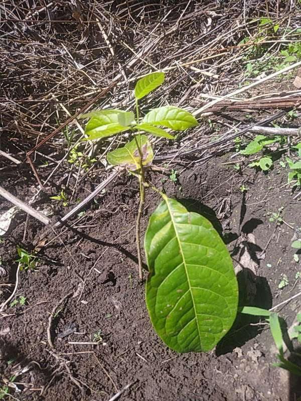 tree image