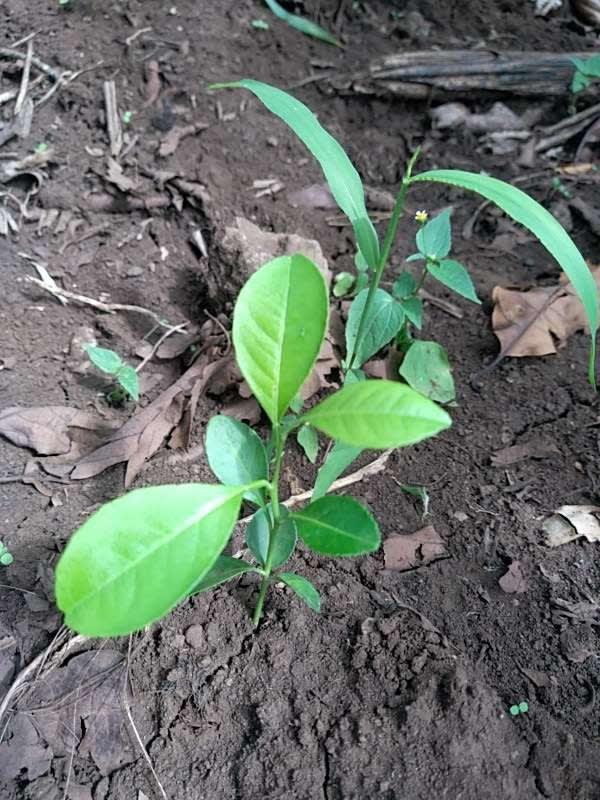 tree image
