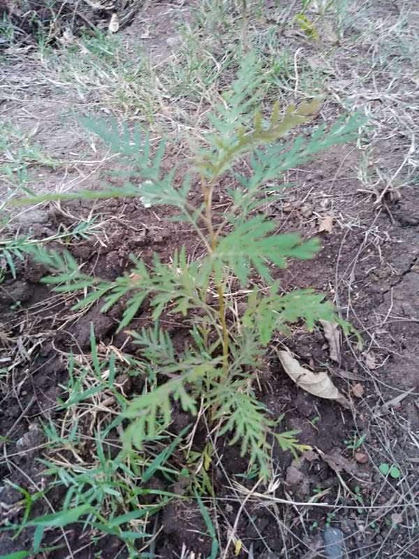 tree image