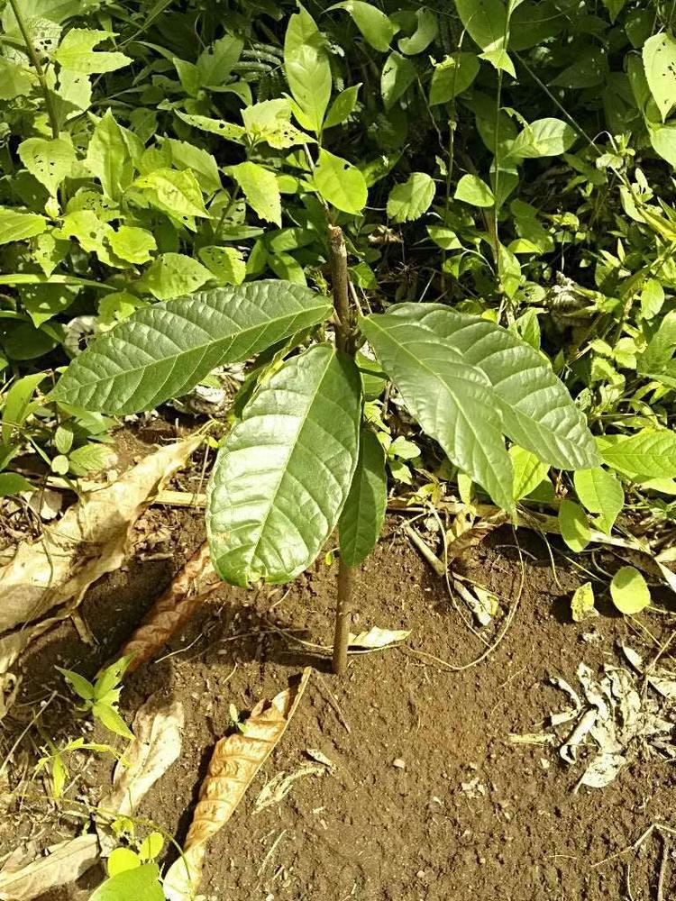 tree image