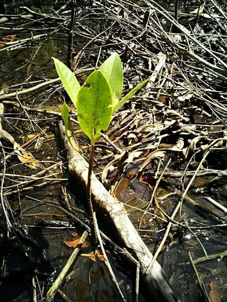 tree image