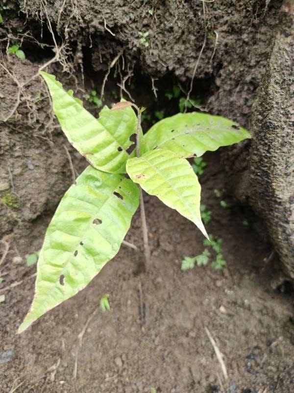 tree image