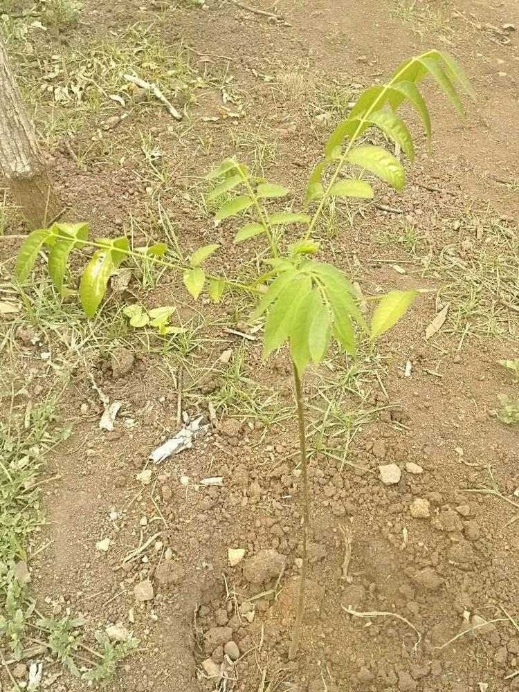 tree image