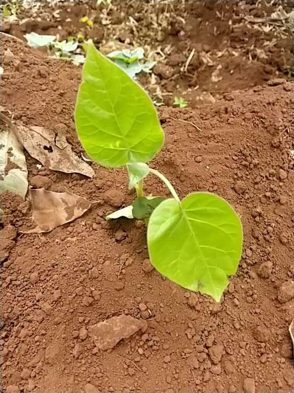 tree image